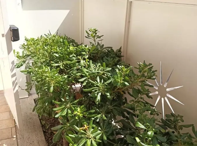 Lido 10a 公寓 西维尔诺瓦·马尔凯